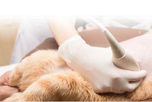 Veterinary Ultrasound